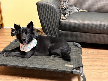 新品上市M-小王子的飛行床-冰晶灰床架-剛果黑  長90X寬60X高15cm