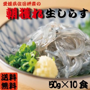 愛媛県産 生しらす 500g (50g×10パック)  夏ギフト 生しらす丼 10杯分 小分け 大容量 徳用 どんぶり さしみ しらす