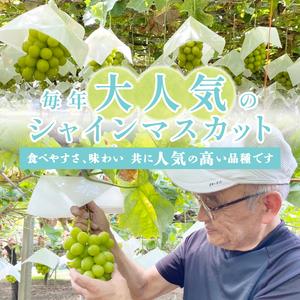 ふるさと納税 〈2024年度配送分〉山梨県甲府市産シャインマスカット大房1房（700g〜800g） 山梨県甲府市