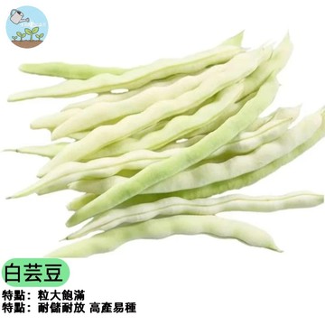 【自家菜園必種】白芸豆種子 又稱白腰豆 營養豐富 燉湯煮粥超綿密 爬藤植物 高產易種 陽台盆栽也可 四季可播