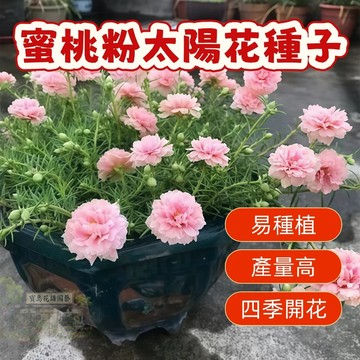 🌹    蜜桃粉太陽花種子今年新籽 發芽率高 見土即活 花開爆盆 四季可播  新手易種易活 陽台庭院盆栽花卉種子