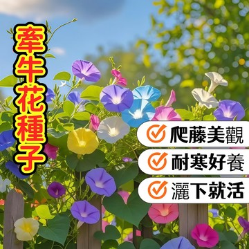 牽牛花種子 朝顏花 四季開花 爬藤植物 陽台綠化 圍籬首選 花色多樣 易種易活 新手友善 花牆造景 盆栽地栽大喇叭花