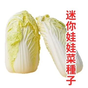 台灣現貨✨迷你娃娃菜種子 小松菜種籽 家庭陽台盆栽 四季可種 有機蔬菜 小白菜 快收成 室內水耕 新手友善