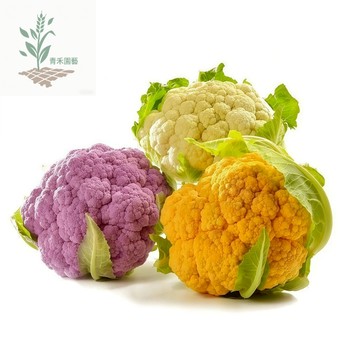 青禾園藝（花椰菜種子）（西蘭花鬆花菜寶塔卷心菜種子）花菜種子 椰花菜四季播種耐熱高產農家蔬菜種子#果菜#台灣自留種