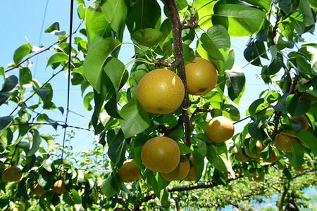 梨（幸水）（約5kg）