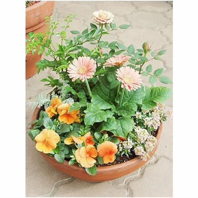 寄せ植え 鉢植え 花の通販 5 119件の検索結果 Lineショッピング