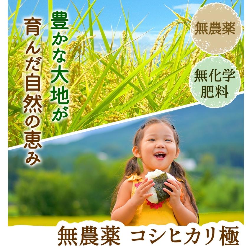 無農薬 米 5kg 真空パック 無農薬 コシヒカリ 極 令和4年福井県産 送料無料 無農薬・無化学肥料栽培 玄米