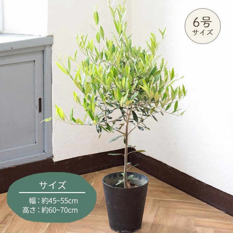 オリーブの木 品種おまかせオリーブ6号鉢 かごなし 観葉植物