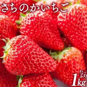 ふるさと納税 いちご イチゴ 苺 さちのかいちご 約1kg JA紀の里農業協同組合 《2024年2月上旬-3月末頃より順次出荷》 和歌山県 紀の川市 果.. 和歌山県紀の川市