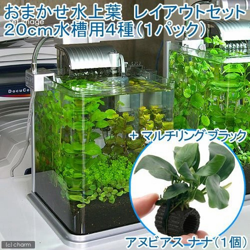 水草 おまかせ水上葉 レイアウトセット ２０ｃｍ水槽用 ４種１パック マルチリングブラック 黒 アヌビアスナナ １個 北海道航空便要保温 通販 Lineポイント最大0 5 Get Lineショッピング