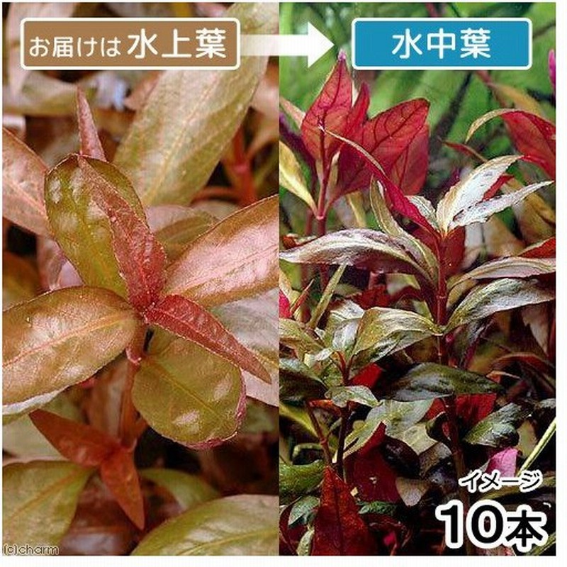 水草 アルテルナンテラ レインキー リラキナ 水上葉 無農薬 １０本 通販 Lineポイント最大0 5 Get Lineショッピング