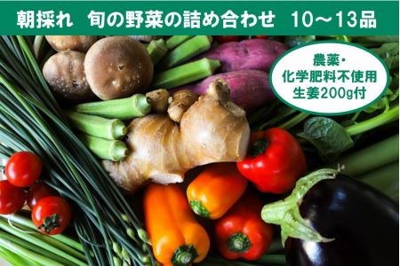 旬の野菜の詰め合わせと農薬不使用の生姜200g付き