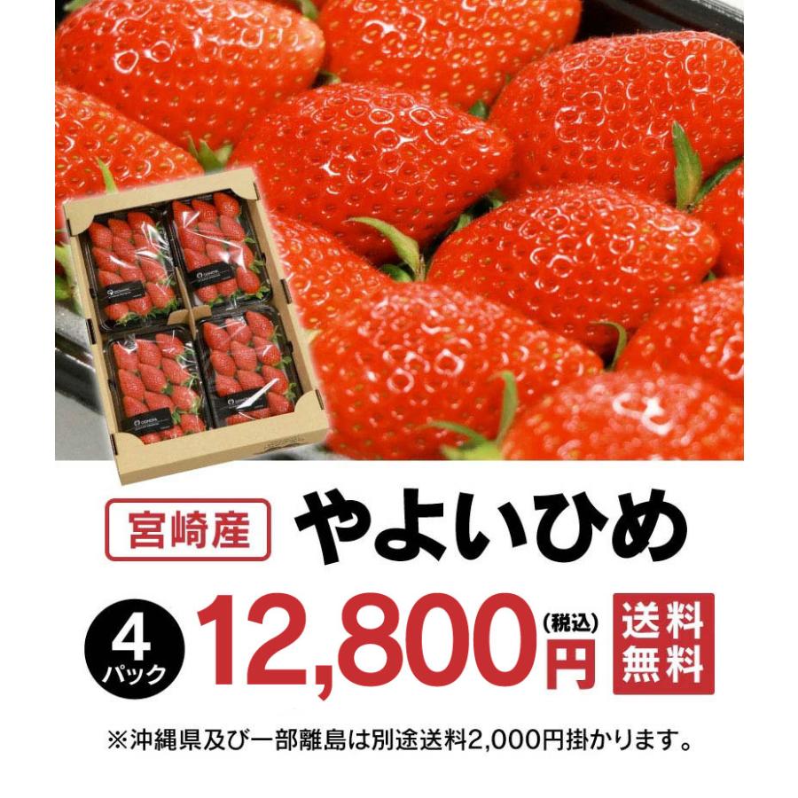 いちご やよいひめ （270g×4パック）イチゴ 苺 送料無料 宮崎産 国産 ご家庭用 ＜12月中旬より出荷予定＞