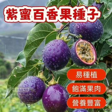 🔥紫蜜百香果種子BXG-14 西番蓮種子雞蛋果、時鐘果Passion Fruit多汁可口,果實飽滿薄皮四季盆栽水果種子
