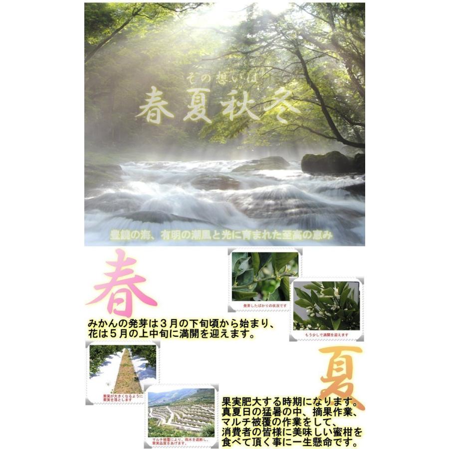 夢の恵 温州みかん 約3.5〜4kg S〜2Lサイズ 熊本県産 贈答規格 JAくまもと 光センサー選別ミカン・糖度12度保証　夢未来の最高峰蜜柑