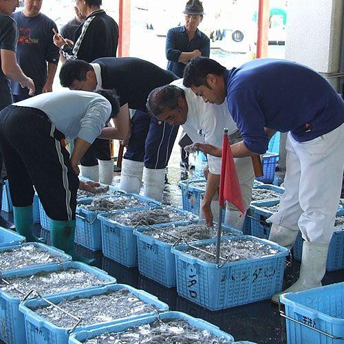 釜揚げしらすギフト（中）[冷凍]