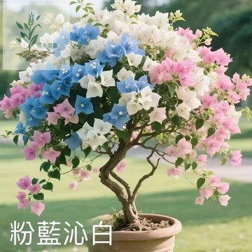 青禾園藝（三角梅種子）四季開花 爬藤七彩 室內陽臺庭院觀賞風景樹 耐寒 新手易種植 多色可選 四季種植 多年生