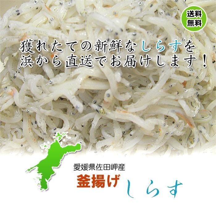 釜揚げしらす 6kg (250g×24p） 冷蔵便 愛媛 佐田岬産 浜から直送 無添加・無着色 送料無料 北海道・沖縄・東北は別途送料 宇和海の幸問屋