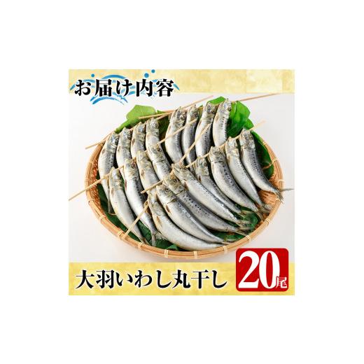 ふるさと納税 鹿児島県 阿久根市 鹿児島県阿久根市産干物！大羽いわし丸干し(20尾)国産 鹿児島県産 魚介 魚貝 海産物 水産加工物 惣菜 簡単調理 セット 小分け…