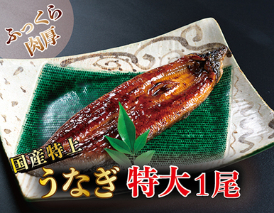 国産！特上うなぎのかば焼き 約250g × 1尾