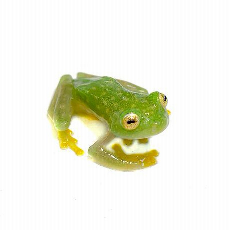 新春セール1/1-6】【両生類】【カエル】フライシュマンアマガエル ...