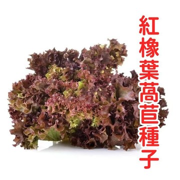 紅橡葉生菜種子 台灣萵苣種子 紅火焰萵苣 橡木萵苣 全年可種 家庭盆栽 陽台菜園 脆嫩沙拉菜 觀賞食用兩用 新手易種