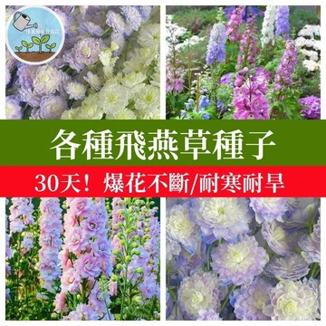 🌼重瓣大花飛燕草種子 30天爆花！庭院驅蟲觀賞花卉盆栽四季庭院陽台多年生易種耐寒耐旱新手花海種子