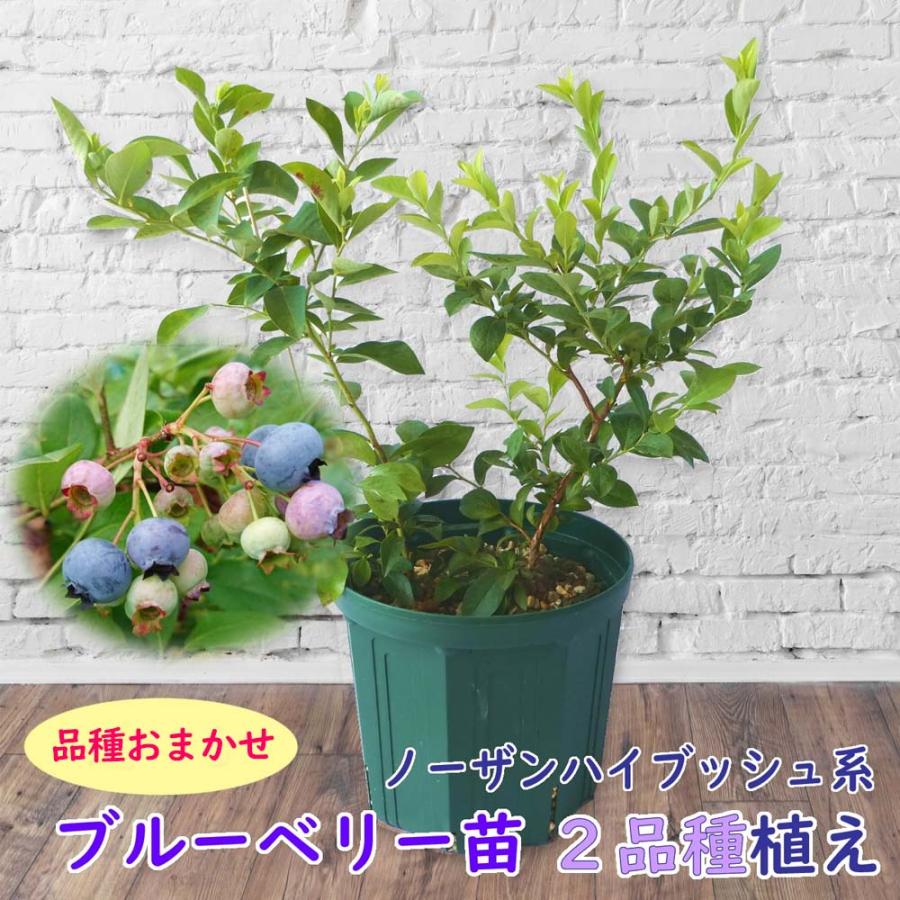 植え替え不要 サザンハイブッシュ 系 ブルーベリー 苗 苗木 2品種植え