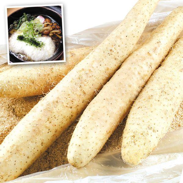 長いも 一本物 10kg 北海道産 送料無料 食品