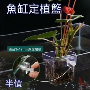 嚴選好物 實用園藝工具 壁掛式水培盒 水草造景 吊掛植物 魚缸造景裝飾 植物定植籃 種植 植物造景 透明水培器皿 水耕