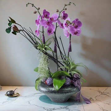 格蘭花店 - 馬卡龍大花蝴蝶蘭3棵 GF00171