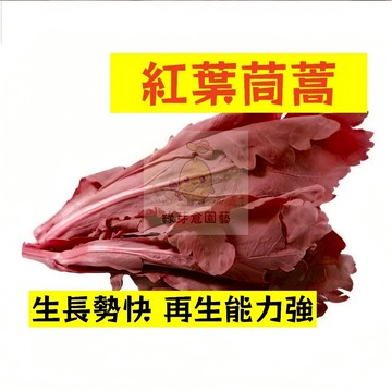 🌱早熟高產 紅葉茼蒿種子TH-8 不挑土壤適應力強 生長勢快 再生能力強 冬蒿 皇帝菜 易種植 高產陽台盆栽蔬菜種籽