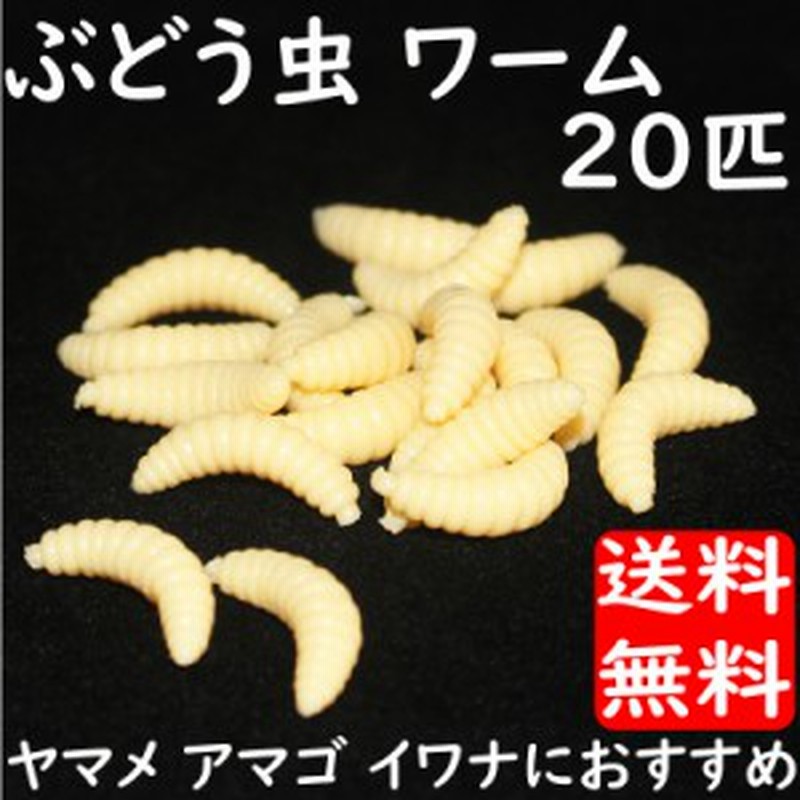 釣り具 ソフトルアー ワーム ぶどう虫 どんぐり虫 匹セット 渓流釣り ヤマメ イワナ アマゴ ニジマス サクラマス サツキマス メール便 通販 Lineポイント最大1 0 Get Lineショッピング