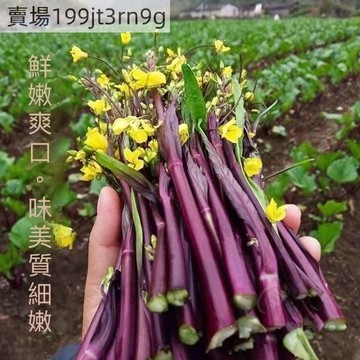 現貨 紅菜苔種子（500粒）多茬采收 四季種植 菜心紅紫菜薹種籽紅菜苔家庭四季陽臺庭院易播易種蔬菜種子 高產蔬菜種子