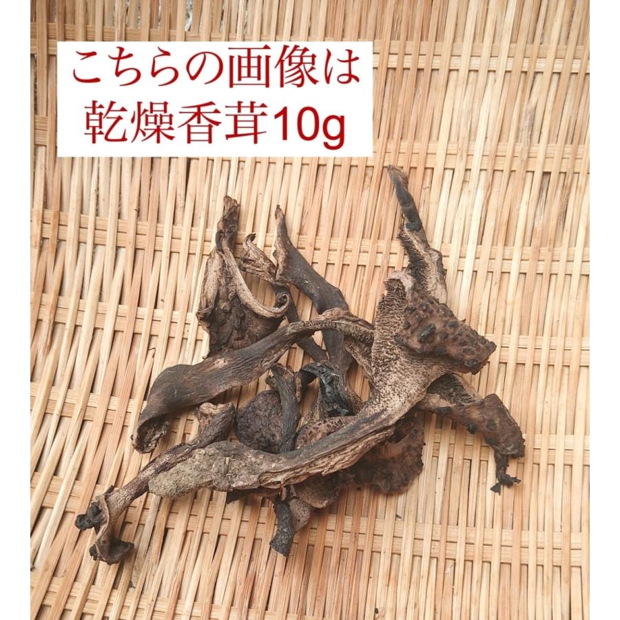 乾燥香茸 20g 香茸 乾燥 コウタケ 獅子茸 イノハナ 国産 天然きのこ 岐阜県産 新物 令和4年収穫