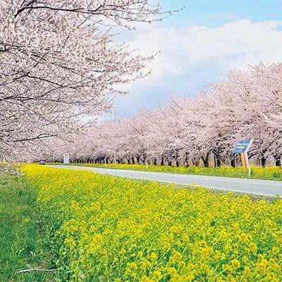 ふるさと納税 大潟村 2024年1月発送開始『定期便』あきたこまち5kg全10回