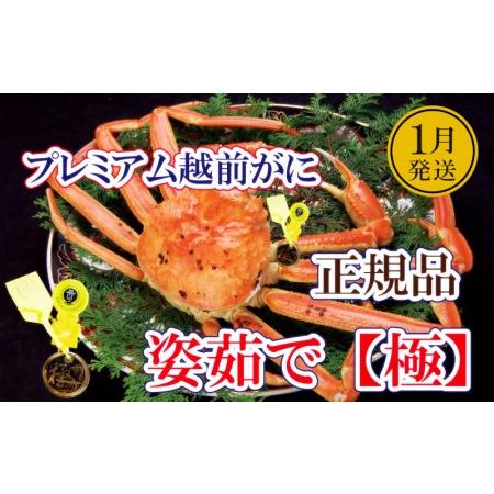 ふるさと納税 越前がに本場の越前町からお届け！完全なる越前がに「極」浜茹で×1杯 桐箱入り！ [e37-x013_01.. 福井県越前町