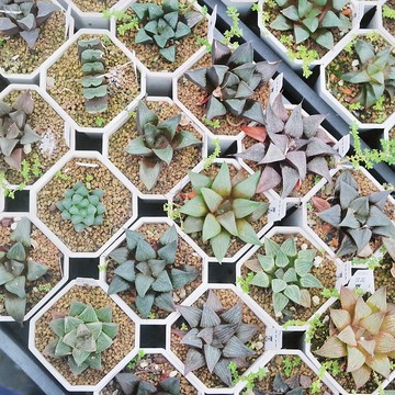 【荳荳多肉】【百合特惠組(隨機出貨6盆1組)  】喬遷│送禮│升遷