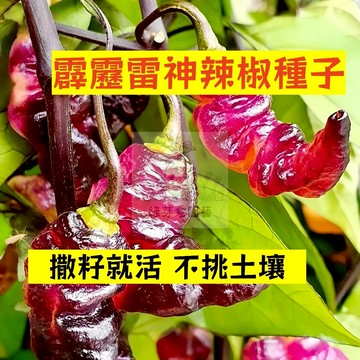 🌱早熟高產 🌶️霹靂雷神辣椒種子LJ-22 分枝強壯 生長勢快 抗病性強 撒籽就活 不挑土壤 易種植田栽庭院盆栽蔬菜種子