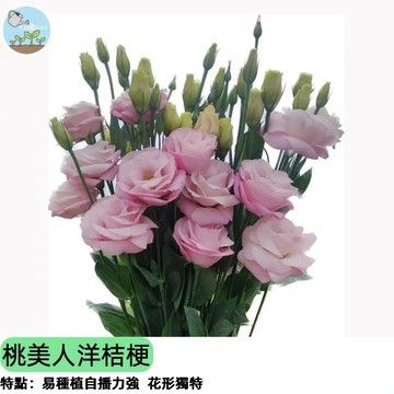 🌹【日系夢幻新品】桃美人洋桔梗種子 重瓣波浪花瓣 切花之王 陽台盆栽 婚禮花材 花色柔美 新手可種 四季播