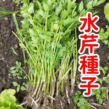 「✨魔力水芹種子✨居家水耕超簡單！鮮綠脆嫩自己種🌱陽台窗台都能養💧清爽口感現採現吃！新手友好  輕鬆種出滿盆翠