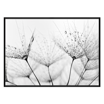 雨過天晴 蒲公英  50 x 70cm  黑色