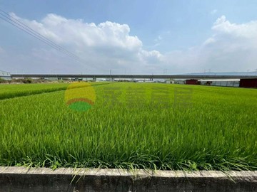 阿蓮崙子頂★有電★悠活養生美農地｜高雄市阿蓮區崙子頂段