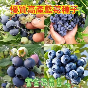 現貨【藍莓種子】 （200粒）十二款藍莓種子 小院陽台種植 樹莓種子 大超甜藍莓 四季種植盆栽地栽  seed 抗病高產