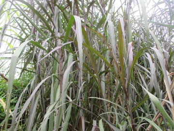 紅藥蔗牧草 (葉和梗每斤出售100元)