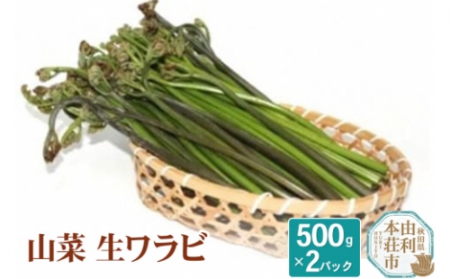 山菜 生ワラビ 500g×2パック 天然 （発送は5月頃）