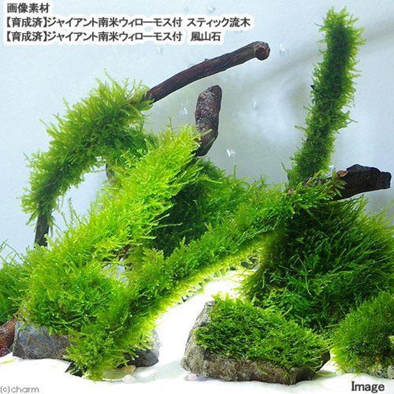 南米ウィローモス ２０g - 水草