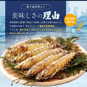 ふるさと納税 種子島産　活車えび500ｇ　600ｐｔ　NFN086 鹿児島県西之表市