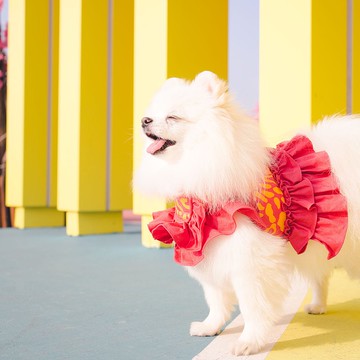 Dog Harness (Leopard) 寵物胸背衣/ 狗狗胸背帶/ 不含牽繩