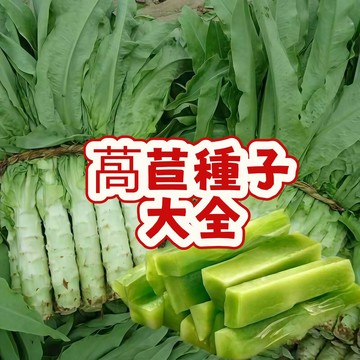 次日達-（萵筍種子大全）當季新籽 發芽率高  四季種植 營養豐富 脆嫩可口 耐寒農家菜園陽臺盆栽蔬菜孑 #超低價